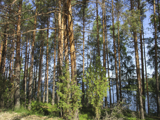 Дорога на турбазу «Северное Сияние» - фото 91