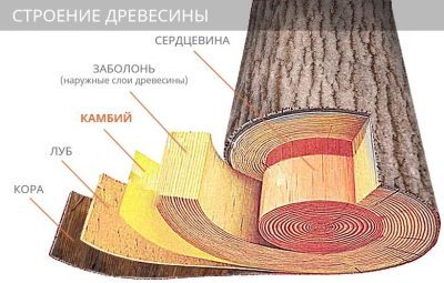 Самарканд - 4 - строение дерева