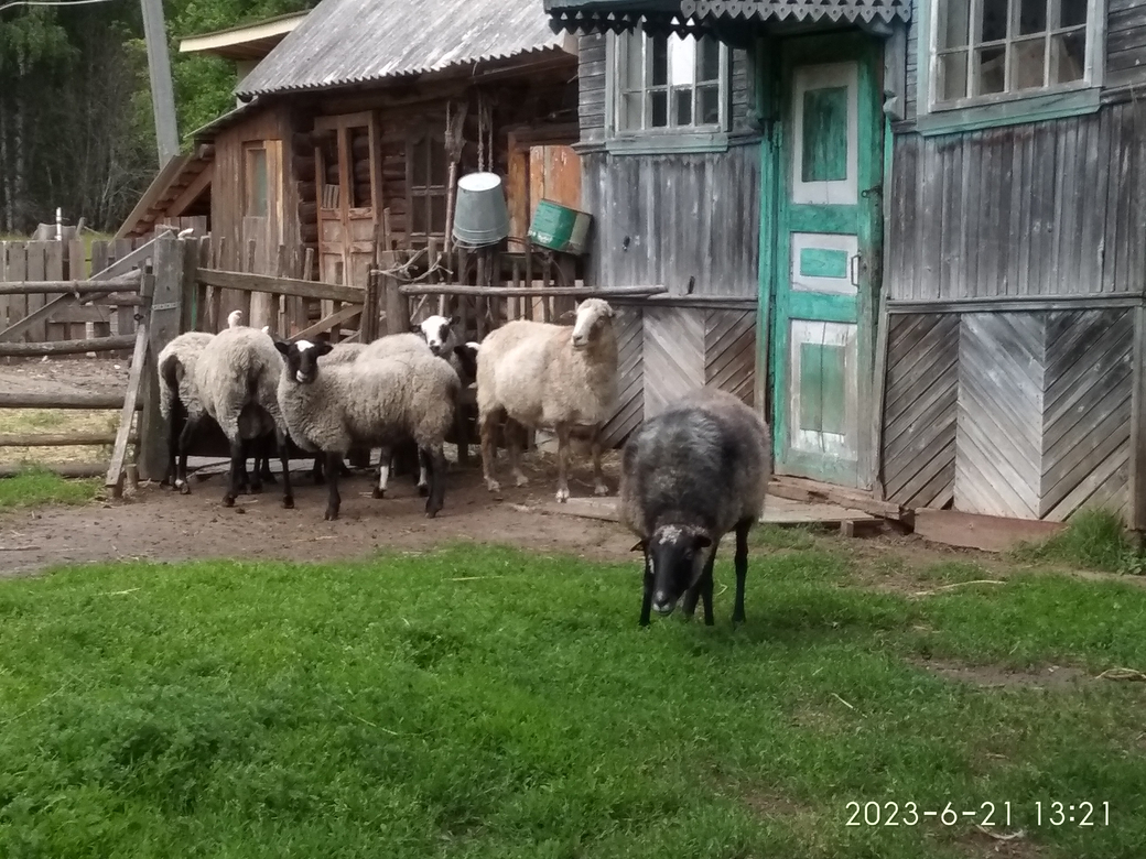 Якимиха-Кострома - Фото 2 Якимиха-Костома. Фото 2