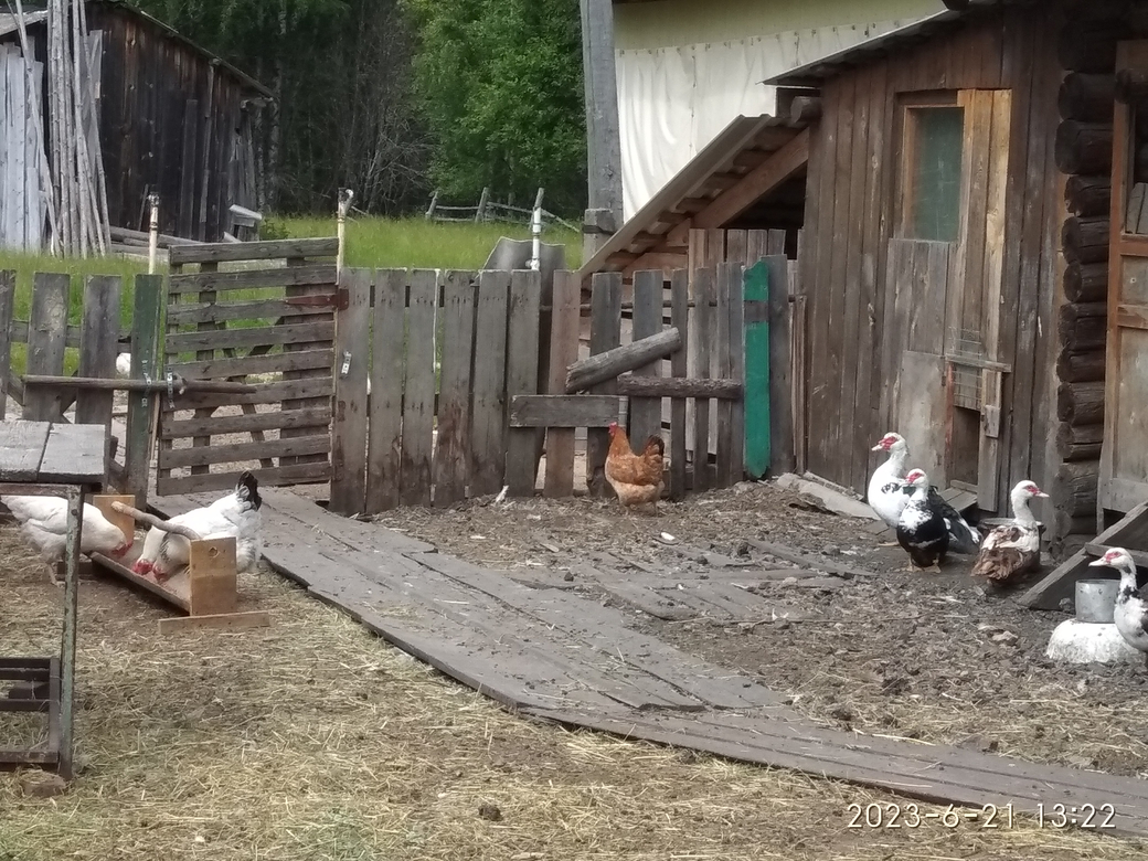 Якимиха-Кострома - Фото 4 Якимиха-Костома. Фото 4