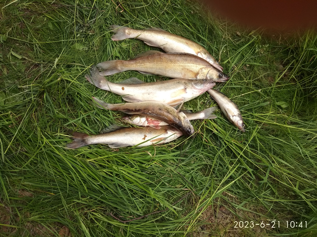 Якимиха-Кострома - Фото 16 Якимиха-Костома. Фото 16