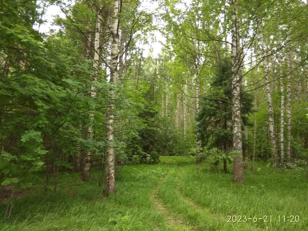 Якимиха-Кострома - Фото 22 Якимиха-Костома. Фото 22