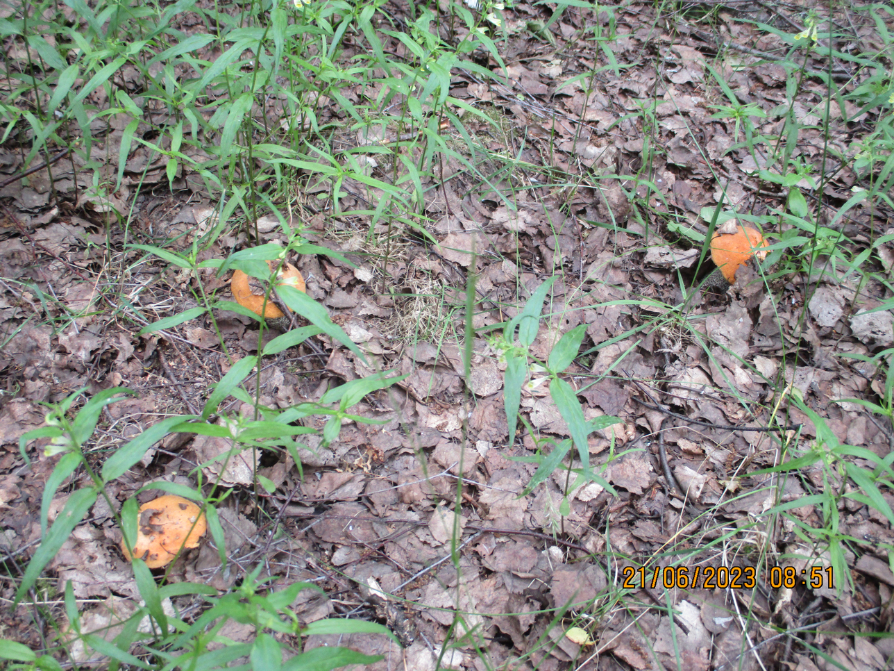 Якимиха-Кострома - Фото 23 Якимиха-Костома. Фото 23