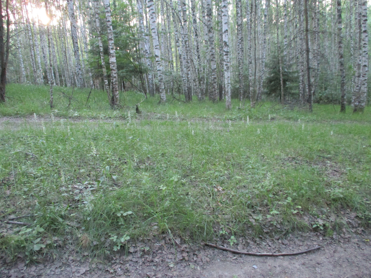 Якимиха-Кострома - Фото 25 Якимиха-Костома. Фото 25