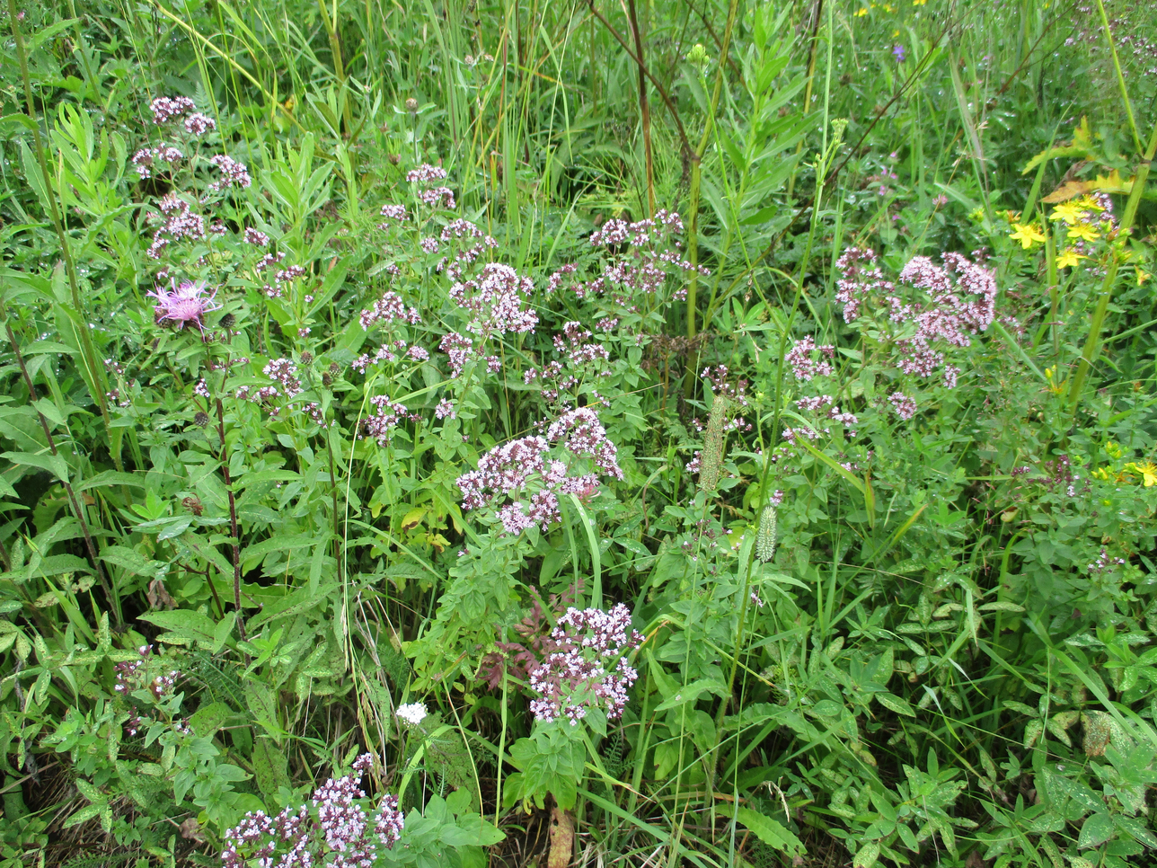 Опоки. Фото 20